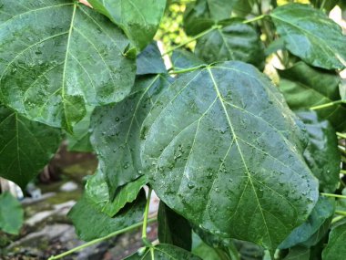 Ağaçta eritrina subumbrans yaprakları var. Gıda, ilaç ve çeşitli geleneksel uygulamalar da dahil olmak üzere çeşitli kullanımları vardır. Genç yapraklar Java 'da sık sık buğulanır ve salata olarak yenir.