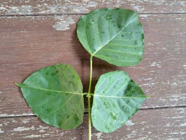 Erythrina subumbrans yaprakları Endonezya 'da dadap serep yaprakları olarak da bilinir. Gıda, ilaç ve çeşitli geleneksel uygulamalar da dahil olmak üzere çeşitli kullanımları vardır. Genç yapraklar Java 'da sık sık buğulanır ve salata olarak yenir.