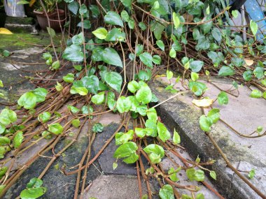 Betel asma ağacı. Sonsuza kadar yeşildir, sarmaşık, kalp şeklinde parlak yaprakları vardır. Betel bitkisi yaprakları için yetiştirilir ve genellikle fındık çiğnemek için kullanılır.