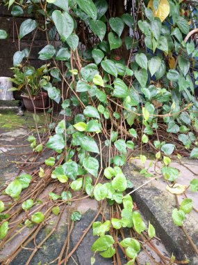 Betel asma ağacı. Sonsuza kadar yeşildir, sarmaşık, kalp şeklinde parlak yaprakları vardır. Betel bitkisi yaprakları için yetiştirilir ve genellikle fındık çiğnemek için kullanılır.