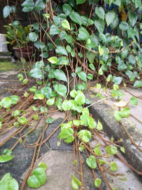 Betel asma ağacı. Sonsuza kadar yeşildir, sarmaşık, kalp şeklinde parlak yaprakları vardır. Betel bitkisi yaprakları için yetiştirilir ve genellikle fındık çiğnemek için kullanılır.