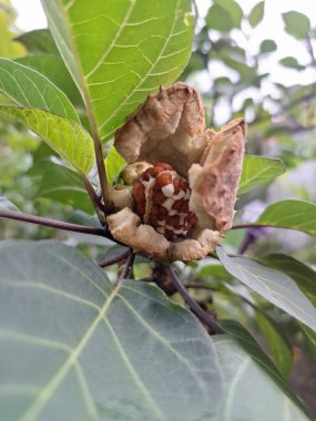 Ağaçta olgun mor datura meyvesi var. Olgun datura meyvesi genellikle kırmızımsı kahverengi renkli yumurta kapsülü şeklindedir ve dikenli ya da kel ile kaplıdır. Olgunlaştığında, kapsül patlayacak ve açılacak, pek çok küçük kahverengi tohum ortaya çıkacak.