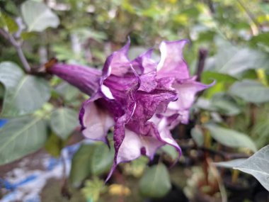 Mor datura çiçeği. Bunlar Datura bitkisinin çiçekleri. Melek trompeti gibi diğer isimlerle de bilinirler. Bu çiçeklerin büyük, mor taç yaprakları vardır ve özellikle geceleri güçlü bir koku yayabilirler.