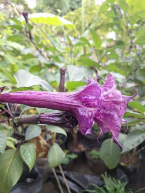 Mor datura çiçeği. Bunlar Datura bitkisinin çiçekleri. Melek trompeti gibi diğer isimlerle de bilinirler. Bu çiçeklerin büyük, mor taç yaprakları vardır ve özellikle geceleri güçlü bir koku yayabilirler.