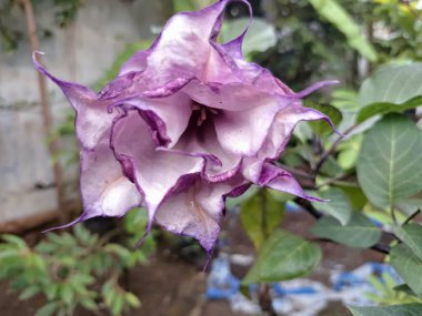 Mor datura çiçeği ağaçta çiçek açar. Trompet şeklinde ve güzel kokulu çiçek açan bir gece. Tüm bitki zehirlidir ve çiçekler tüketildiği takdirde bir dizi negatif yan etkiye neden olabilir.