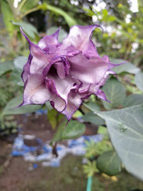 Mor datura çiçeği. Bunlar Datura bitkisinin çiçekleri. Melek trompeti gibi diğer isimlerle de bilinirler. Bu çiçeklerin büyük, mor taç yaprakları vardır ve özellikle geceleri güçlü bir koku yayabilirler.