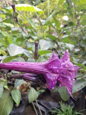 Mor datura çiçeği ağaçta çiçek açar. Trompet şeklinde ve güzel kokulu çiçek açan bir gece. Tüm bitki zehirlidir ve çiçekler tüketildiği takdirde bir dizi negatif yan etkiye neden olabilir.