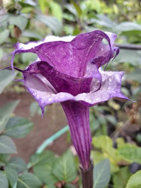 Mor datura çiçeği. Bunlar Datura bitkisinin çiçekleri. Melek trompeti gibi diğer isimlerle de bilinirler. Bu çiçeklerin büyük, mor taç yaprakları vardır ve özellikle geceleri güçlü bir koku yayabilirler.