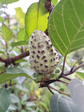  Ağaçta mor datura meyvesi. Bu meyveler tipik olarak oval şekilli, dikenli ve donuk mor veya grimsi mor renktedir. Zehirli oldukları biliniyor ve sindirilirse halüsinasyonlara neden olabilirler.