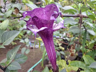 Mor datura çiçeği ağaçta çiçek açar. Trompet şeklinde ve güzel kokulu çiçek açan bir gece. Tüm bitki zehirlidir ve çiçekler tüketildiği takdirde bir dizi negatif yan etkiye neden olabilir.