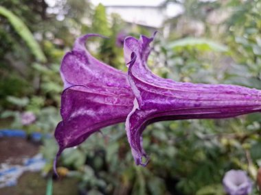 Mor datura çiçeği. Bunlar Datura bitkisinin çiçekleri. Melek trompeti gibi diğer isimlerle de bilinirler. Bu çiçeklerin büyük, mor taç yaprakları vardır ve özellikle geceleri güçlü bir koku yayabilirler.