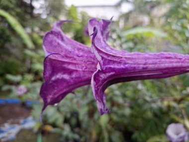 Mor datura çiçeği. Bunlar Datura bitkisinin çiçekleri. Melek trompeti gibi diğer isimlerle de bilinirler. Bu çiçeklerin büyük, mor taç yaprakları vardır ve özellikle geceleri güçlü bir koku yayabilirler.
