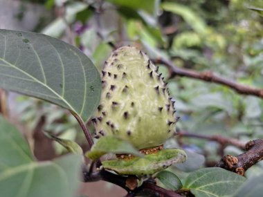 Mor Datura meyvesi. Çok zehirlidirler. Yenmek için tasarlanmamışlardır ve sindirildiklerinde ciddi zarar verebilirler. Meyvenin tadı acı ve mide bulandırıcı olarak tanımlanır.