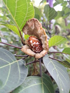 Ağaçta olgun mor datura meyvesi var. Olgun datura meyvesi genellikle kırmızımsı kahverengi renkli yumurta kapsülü şeklindedir ve dikenli ya da kel ile kaplıdır. Olgunlaştığında, kapsül patlayacak ve açılacak, pek çok küçük kahverengi tohum ortaya çıkacak.