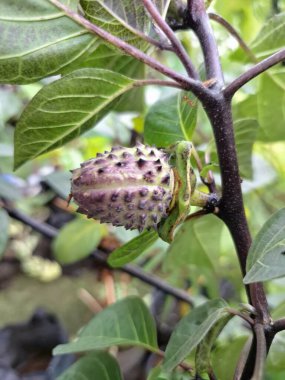 Mor Datura meyvesi. Çok zehirlidirler. Yenmek için tasarlanmamışlardır ve sindirildiklerinde ciddi zarar verebilirler. Meyvenin tadı acı ve mide bulandırıcı olarak tanımlanır.