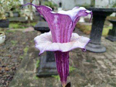 Mor datura çiçeği ağaçta çiçek açar. Trompet şeklinde ve güzel kokulu çiçek açan bir gece. Tüm bitki zehirlidir ve çiçekler tüketildiği takdirde bir dizi negatif yan etkiye neden olabilir.