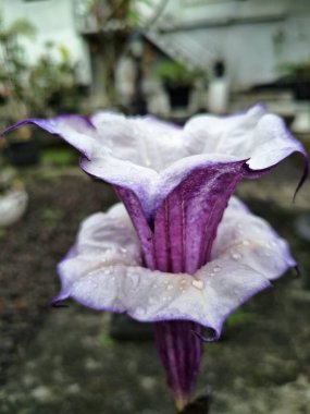 Mor datura çiçeği. Bunlar Datura bitkisinin çiçekleri. Melek trompeti gibi diğer isimlerle de bilinirler. Bu çiçeklerin büyük, mor taç yaprakları vardır ve özellikle geceleri güçlü bir koku yayabilirler.