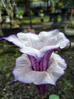 Mor datura çiçeği ağaçta çiçek açar. Trompet şeklinde ve güzel kokulu çiçek açan bir gece. Tüm bitki zehirlidir ve çiçekler tüketildiği takdirde bir dizi negatif yan etkiye neden olabilir.