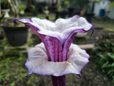 Mor datura çiçeği. Bunlar Datura bitkisinin çiçekleri. Melek trompeti gibi diğer isimlerle de bilinirler. Bu çiçeklerin büyük, mor taç yaprakları vardır ve özellikle geceleri güçlü bir koku yayabilirler.