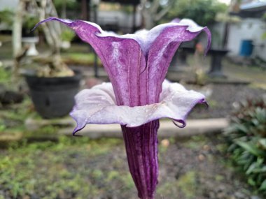 Mor datura çiçeği. Bunlar Datura bitkisinin çiçekleri. Melek trompeti gibi diğer isimlerle de bilinirler. Bu çiçeklerin büyük, mor taç yaprakları vardır ve özellikle geceleri güçlü bir koku yayabilirler.