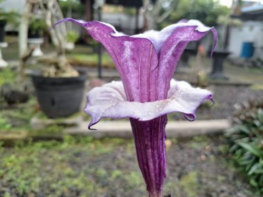 Mor datura çiçeği ağaçta çiçek açar. Trompet şeklinde ve güzel kokulu çiçek açan bir gece. Tüm bitki zehirlidir ve çiçekler tüketildiği takdirde bir dizi negatif yan etkiye neden olabilir.