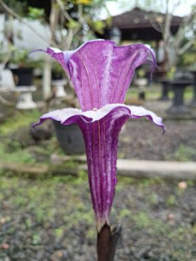 Mor datura çiçeği. Bunlar Datura bitkisinin çiçekleri. Melek trompeti gibi diğer isimlerle de bilinirler. Bu çiçeklerin büyük, mor taç yaprakları vardır ve özellikle geceleri güçlü bir koku yayabilirler.