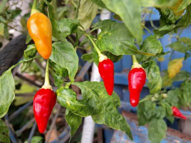 Ağaçta kırmızı biber meyvesi. Cayenne biberi genellikle yemeklerde bir baharat olarak kullanılır ve çeşitli yemeklere baharatlı bir ısı eklenir. Mutfak uygulamalarının ötesinde, özellikle kapsaisin içeriği nedeniyle, potansiyel sağlık faydalarıyla da bilinir.