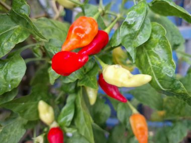 Ağaçta kırmızı biber meyvesi. Cayenne biberi genellikle yemeklerde bir baharat olarak kullanılır ve çeşitli yemeklere baharatlı bir ısı eklenir. Mutfak uygulamalarının ötesinde, özellikle kapsaisin içeriği nedeniyle, potansiyel sağlık faydalarıyla da bilinir.