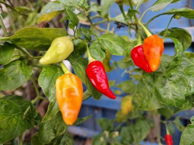 Ağaçta kırmızı biber meyvesi. Cayenne biberi genellikle yemeklerde bir baharat olarak kullanılır ve çeşitli yemeklere baharatlı bir ısı eklenir. Mutfak uygulamalarının ötesinde, özellikle kapsaisin içeriği nedeniyle, potansiyel sağlık faydalarıyla da bilinir.