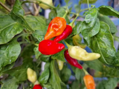 Ağaçta kırmızı biber meyvesi. Cayenne biberi genellikle yemeklerde bir baharat olarak kullanılır ve çeşitli yemeklere baharatlı bir ısı eklenir. Mutfak uygulamalarının ötesinde, özellikle kapsaisin içeriği nedeniyle, potansiyel sağlık faydalarıyla da bilinir.