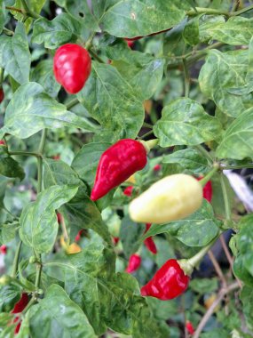 Ağaçta kırmızı biber meyvesi. Cayenne biberi genellikle yemeklerde bir baharat olarak kullanılır ve çeşitli yemeklere baharatlı bir ısı eklenir. Mutfak uygulamalarının ötesinde, özellikle kapsaisin içeriği nedeniyle, potansiyel sağlık faydalarıyla da bilinir.