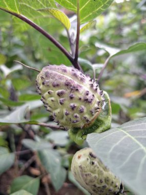  Ağaçta mor datura meyvesi. Bu meyveler tipik olarak oval şekilli, dikenli ve donuk mor veya grimsi mor renktedir. Zehirli oldukları biliniyor ve sindirilirse halüsinasyonlara neden olabilirler.