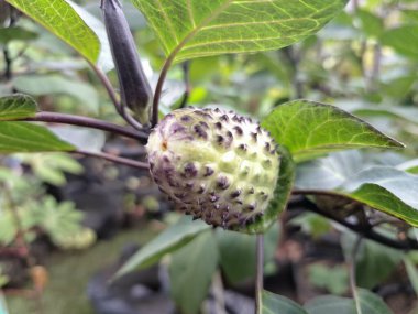  Ağaçta mor datura meyvesi. Bu meyveler tipik olarak oval şekilli, dikenli ve donuk mor veya grimsi mor renktedir. Zehirli oldukları biliniyor ve sindirilirse halüsinasyonlara neden olabilirler.