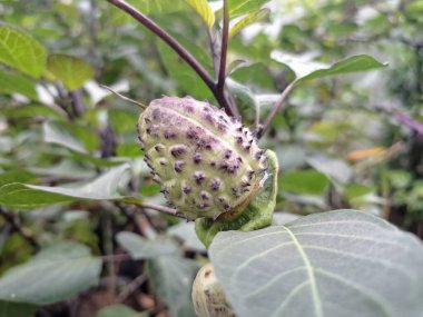 Mor Datura meyvesi. Çok zehirlidirler. Yenmek için tasarlanmamışlardır ve sindirildiklerinde ciddi zarar verebilirler. Meyvenin tadı acı ve mide bulandırıcı olarak tanımlanır.