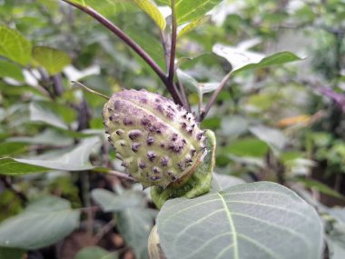  Ağaçta mor datura meyvesi. Bu meyveler tipik olarak oval şekilli, dikenli ve donuk mor veya grimsi mor renktedir. Zehirli oldukları biliniyor ve sindirilirse halüsinasyonlara neden olabilirler.