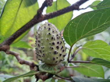  Ağaçta mor datura meyvesi. Bu meyveler tipik olarak oval şekilli, dikenli ve donuk mor veya grimsi mor renktedir. Zehirli oldukları biliniyor ve sindirilirse halüsinasyonlara neden olabilirler.