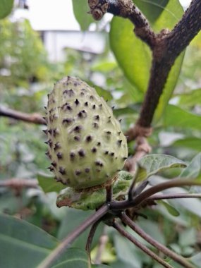  Ağaçta mor datura meyvesi. Bu meyveler tipik olarak oval şekilli, dikenli ve donuk mor veya grimsi mor renktedir. Zehirli oldukları biliniyor ve sindirilirse halüsinasyonlara neden olabilirler.