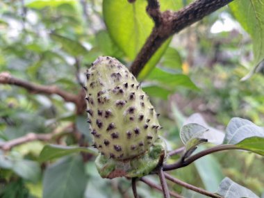  Ağaçta mor datura meyvesi. Bu meyveler tipik olarak oval şekilli, dikenli ve donuk mor veya grimsi mor renktedir. Zehirli oldukları biliniyor ve sindirilirse halüsinasyonlara neden olabilirler.