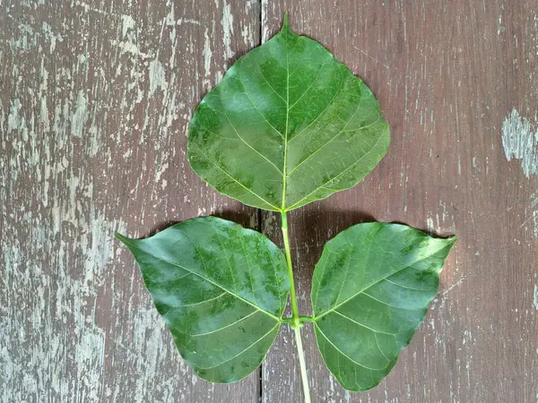 Erythrina subumbrans (Dadap) yaprakları. Bazı Güneydoğu Asya ülkelerinde, özellikle de Endonezya 'da geleneksel kullanım alanları vardır. Ateşi ve ödemi tedavi etmek için kullanılır. Bazı bölgelerde, taze yapraklar salata yeşili ya da çorba olarak bile kullanılır.