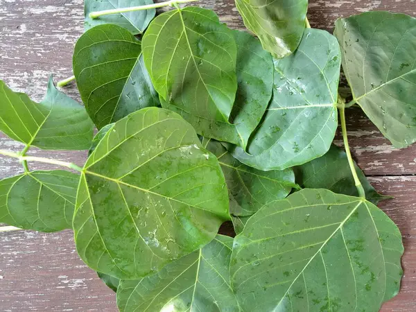 Erythrina subumbrans (Dadap) yaprakları. Bazı Güneydoğu Asya ülkelerinde, özellikle de Endonezya 'da geleneksel kullanım alanları vardır. Ateşi ve ödemi tedavi etmek için kullanılır. Bazı bölgelerde, taze yapraklar salata yeşili ya da çorba olarak bile kullanılır.