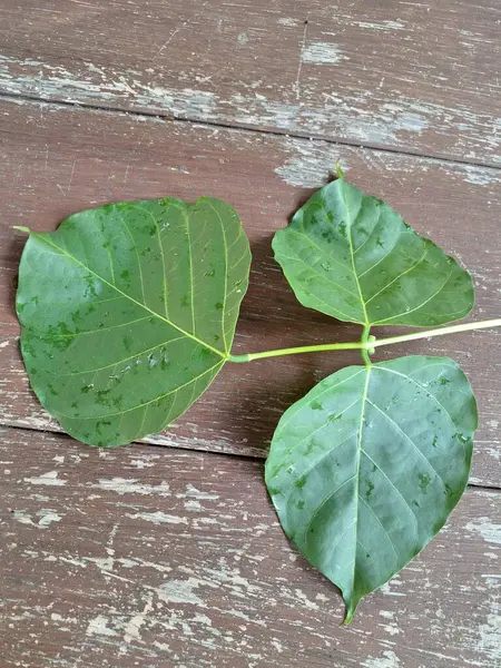 Erythrina subumbrans (Dadap) yaprakları. Bazı Güneydoğu Asya ülkelerinde, özellikle de Endonezya 'da geleneksel kullanım alanları vardır. Ateşi ve ödemi tedavi etmek için kullanılır. Bazı bölgelerde, taze yapraklar salata yeşili ya da çorba olarak bile kullanılır.