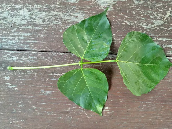Erythrina subumbrans (Dadap) yaprakları. Bazı Güneydoğu Asya ülkelerinde, özellikle de Endonezya 'da geleneksel kullanım alanları vardır. Ateşi ve ödemi tedavi etmek için kullanılır. Bazı bölgelerde, taze yapraklar salata yeşili ya da çorba olarak bile kullanılır.