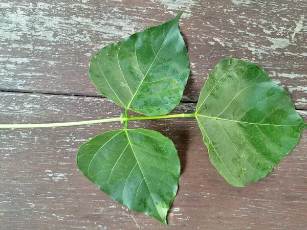Erythrina subumbrans (Dadap) yaprakları. Bazı Güneydoğu Asya ülkelerinde, özellikle de Endonezya 'da geleneksel kullanım alanları vardır. Ateşi ve ödemi tedavi etmek için kullanılır. Bazı bölgelerde, taze yapraklar salata yeşili ya da çorba olarak bile kullanılır.