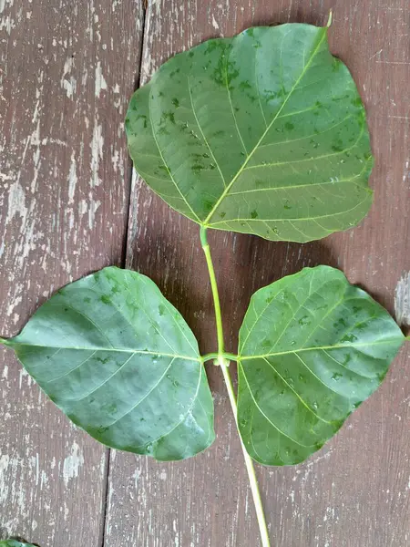 Erythrina subumbrans (Dadap) yaprakları. Bazı Güneydoğu Asya ülkelerinde, özellikle de Endonezya 'da geleneksel kullanım alanları vardır. Ateşi ve ödemi tedavi etmek için kullanılır. Bazı bölgelerde, taze yapraklar salata yeşili ya da çorba olarak bile kullanılır.