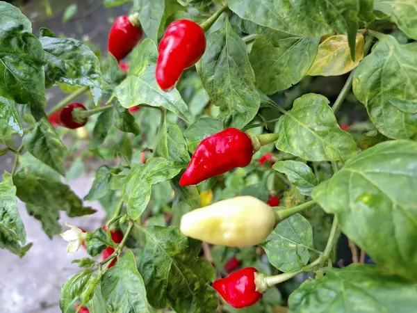 Ağacın üstünde acı biber meyvesi. Chili, Capsicum cinsinden baharatlı meyve türüdür. Sıcaklığı ve tadı ile bilinir. Chili biberleri dünya çapında yetişir ve yemek pişirmede, tatlandırmada ve tıpta kullanılır.