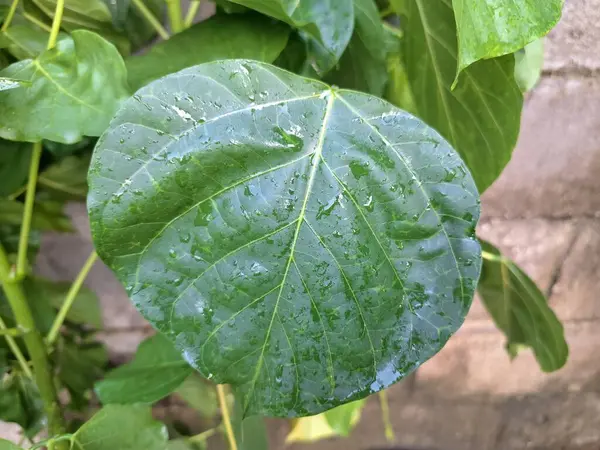 Erythrina subumbrans yaprakları Endonezya 'da dadap serep yaprakları olarak da bilinir. Gıda, ilaç ve çeşitli geleneksel uygulamalar da dahil olmak üzere çeşitli kullanımları vardır. Genç yapraklar Java 'da sık sık buğulanır ve salata olarak yenir.