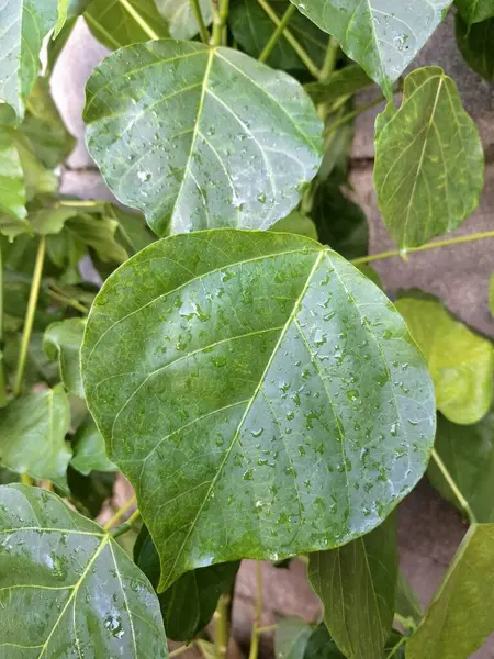 Erythrina subumbrans yaprakları Endonezya 'da dadap serep yaprakları olarak da bilinir. Gıda, ilaç ve çeşitli geleneksel uygulamalar da dahil olmak üzere çeşitli kullanımları vardır. Genç yapraklar Java 'da sık sık buğulanır ve salata olarak yenir.