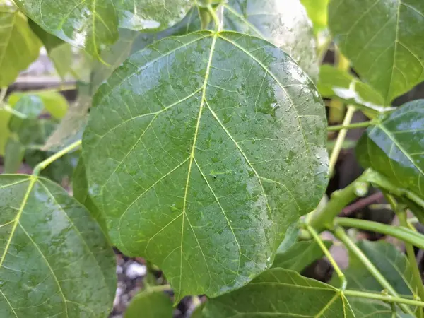 Erythrina subumbrans yaprakları Endonezya 'da dadap serep yaprakları olarak da bilinir. Gıda, ilaç ve çeşitli geleneksel uygulamalar da dahil olmak üzere çeşitli kullanımları vardır. Genç yapraklar Java 'da sık sık buğulanır ve salata olarak yenir.