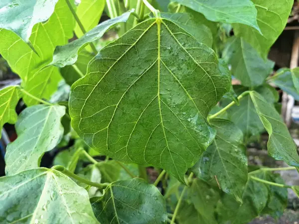 Ağaçta eritrina subumbrans yaprakları var. Gıda, ilaç ve çeşitli geleneksel uygulamalar da dahil olmak üzere çeşitli kullanımları vardır. Genç yapraklar Java 'da sık sık buğulanır ve salata olarak yenir.