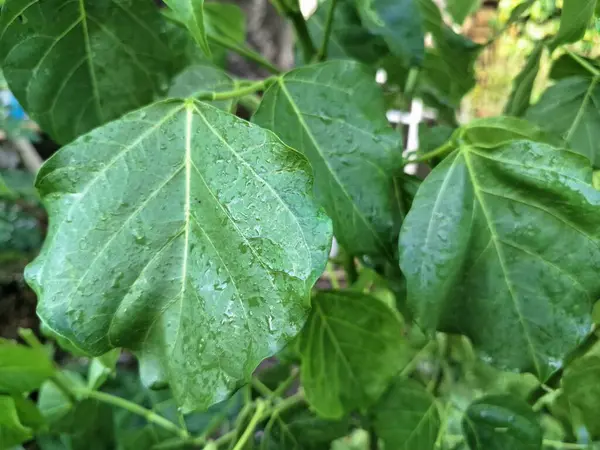 Ağaçta eritrina subumbrans yaprakları var. Gıda, ilaç ve çeşitli geleneksel uygulamalar da dahil olmak üzere çeşitli kullanımları vardır. Genç yapraklar Java 'da sık sık buğulanır ve salata olarak yenir.